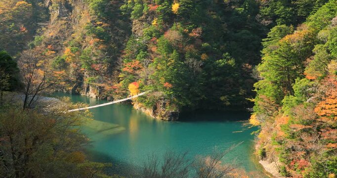 紅葉の寸又峡の夢の吊橋