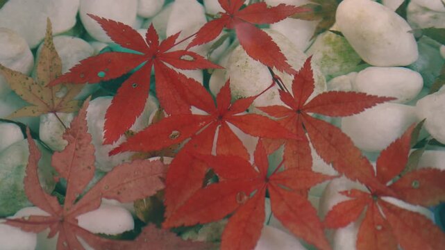 Autumn maple leaves submerged in water in Japan