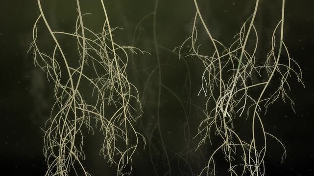 Plant roots branching and spreading downward through dark soil underground seamless loop in vibrant peat tones