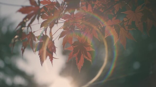 Backlit autumn maple leaves in Japan with a nostalgic negative film look