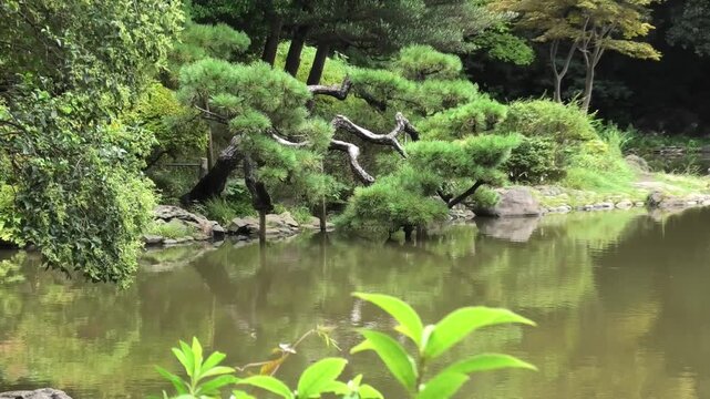 pond in the park