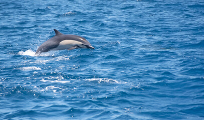 Common Dolphin Jumping © Richard