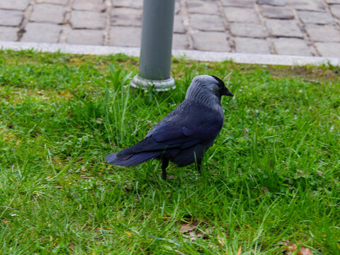 Vogel auf Rasen