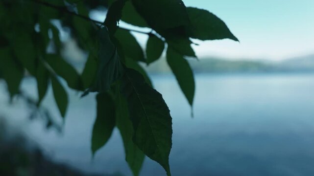 Close-up of leaves on a small branch by a quiet lakeside