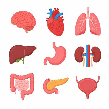 Colorful Human Internal Organs Anatomy Medical Illustration Set