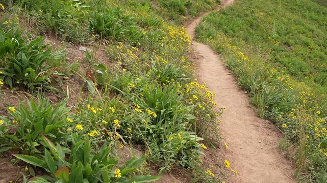Hiking trails with wildflowers over the mountain in the summer
