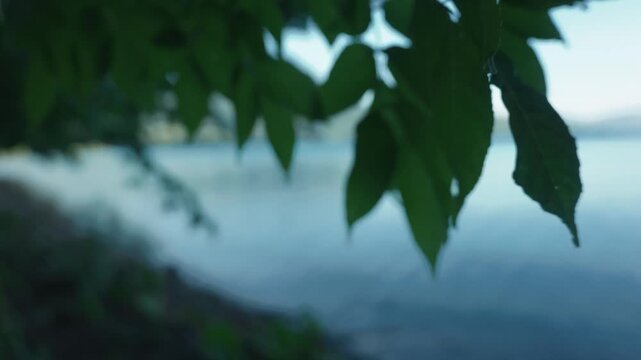 Close-up of leaves on a small branch by a quiet lakeside