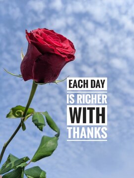 red rose on blue background. Single red rose against blue sky with inspirational text &lsquo;Each day is richer with thanks,&rsquo; symbolizing gratitude and appreciation.