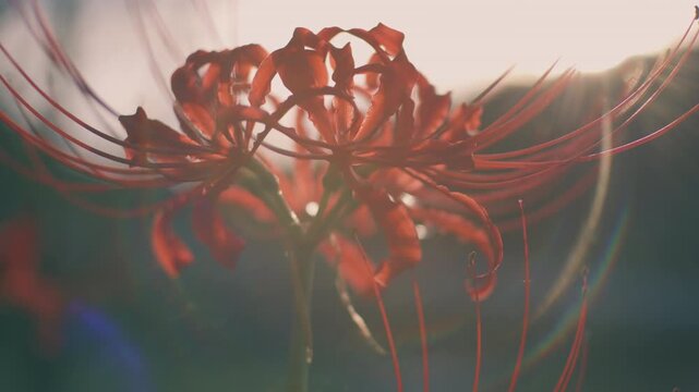 Backlit red spider lilies in Japanese autumn with a nostalgic negative film look
