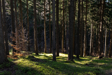 Sunlight illuminating green forest floor among tall coniferous trees in a peaceful mountain woodland. Concept of untouched nature, forest ecosystem, tranquility, hiking and outdoor recreation. © Maryia