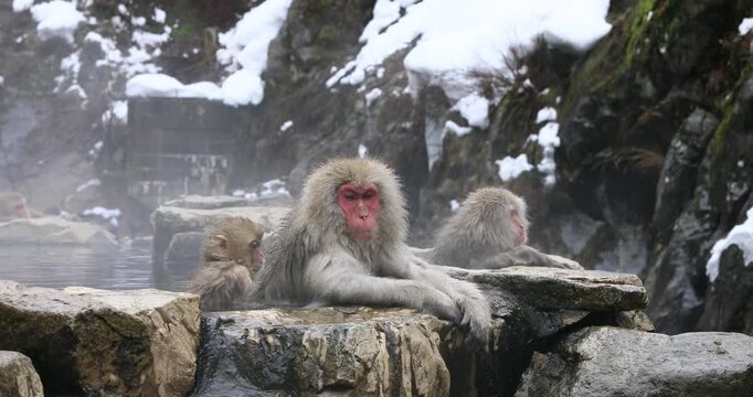 地獄谷野猿公苑の温泉に入る猿