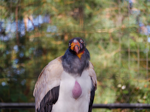 K&ouml;nigsvogel