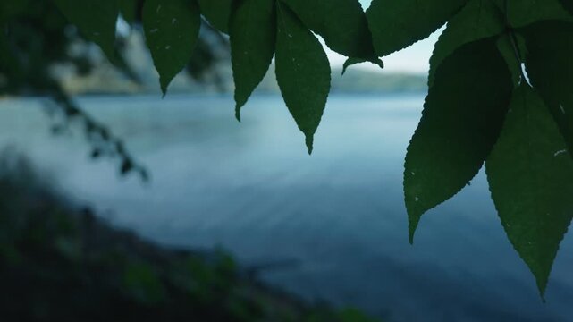 Close-up of leaves on a small branch by a quiet lakeside
