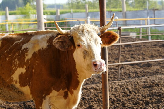 Beef cattle herd feeding at livestock farm feed trough