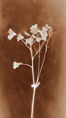 Fototapeta premium Sepia-toned floral silhouette, elegant and minimal, perfect for mobile wallpaper.
