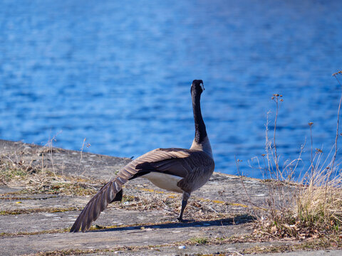 Gans am Ufer mit Wasser.