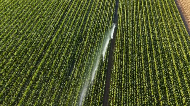In a rural setting, water is sprayed on a cornfield under clear skies. Rows of corn plants stretch across the land. The scene shows agricultural work taking place.