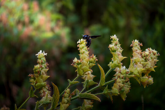 Black carpenter bee pollinating yellowish wild flower spikes in soft sunlight
