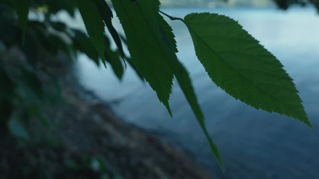 Close-up of leaves on a small branch by a quiet lakeside