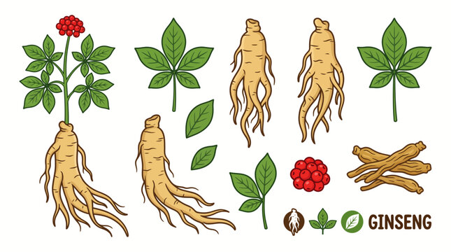 Collection of cartoon ginseng plant illustrations with roots leaves red berries and whole plant isolated
