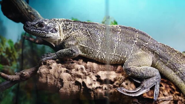 Museum exhibit showing tranquil monitor lizard on cork with texture