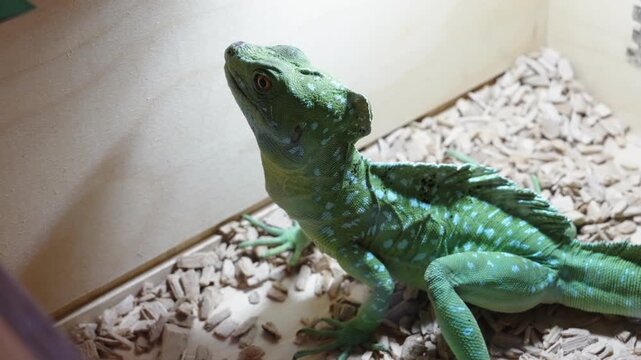 Closeup of alert green basilisk with textured scales and vibrant hue