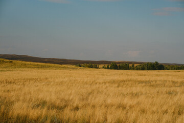Endless dry grassy plain and rolling hills in East Kazakhstan region