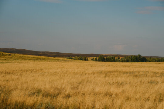 Endless dry grassy plain and rolling hills in East Kazakhstan region