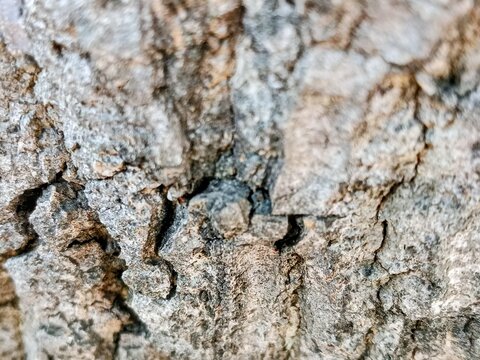 large tree bark texture, with 3D rendering and background materials.