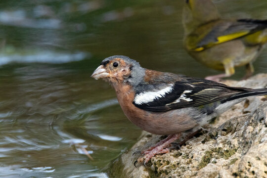 Pinz&oacute;n vulgar macho (Fringilla coelebs) bebiendo agua y al mismo tiempo disfrutando de un ba&ntilde;o