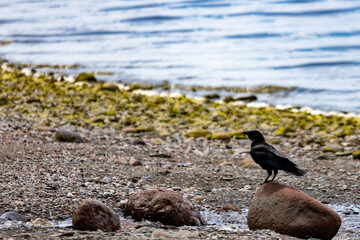 Naklejka premium Quebec, Canada, 28 June 2026 : A black crow stands on a rock at the edge of a pebbled beach with water in the background.