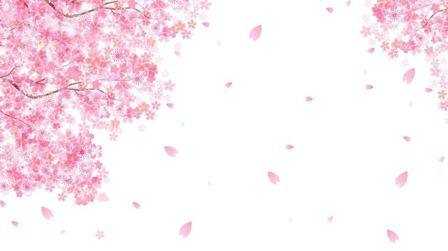 Cherry Blossoms Falling in Spring 4K