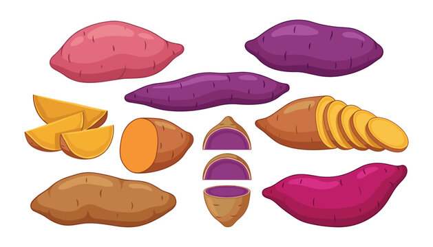 Sweet potato vector set with fresh raw whole yams and sliced purple orange and brown root vegetable icons