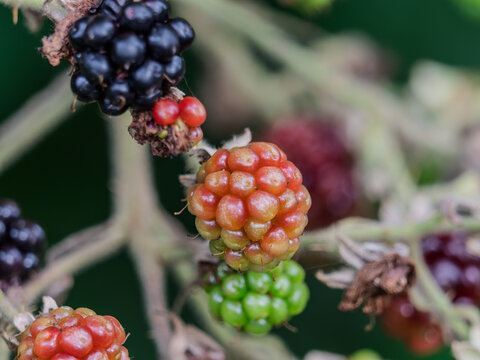 Brombeeren im Wandel der Zeit
