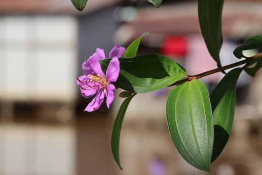 Beautiful purple Senduduk flower, Melastoma malabathricum L., blooming naturally in tropical surroundings.