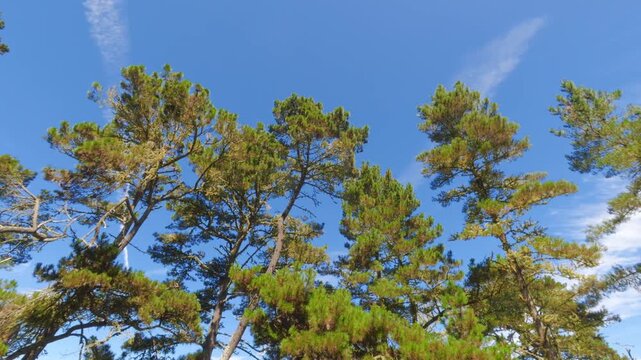 view of a California forest with mountains