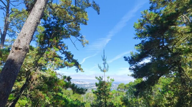 view of a California forest with mountains