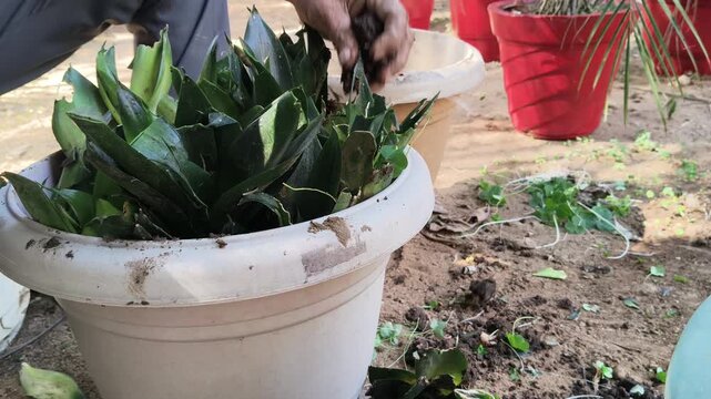 Gardener potting green plants in a plastic pot. A person's hands are planting leafy green plants into a large white plastic flowerpot outdoors. while other red and beige plant pots are visible.