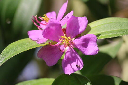 Beautiful purple Senduduk flower, Melastoma malabathricum L., blooming naturally in tropical surroundings.