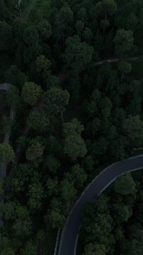 Rotating aerial view of a dark green pine forest canopy, winding dirt paths and a paved mountain road at dusk, intersecting hiking trails and an highway cutting through dense trees