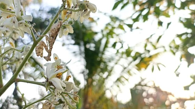 A small camouflage mantis perched among blooming white moringa tree flowers