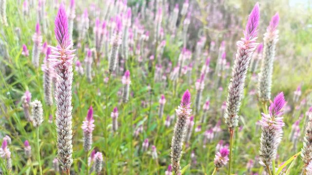 Close up of vibrant purple wild celosia flowers in summer meadow