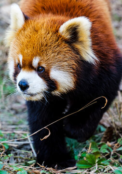 Lively Moments: A candid shot of a red panda strolling with its head down, featuring its focused gaze and clear whisker close-up