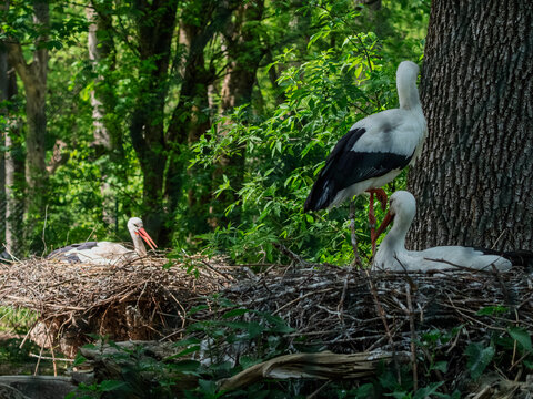 Storchenfamilie im gr&uuml;nen Wald