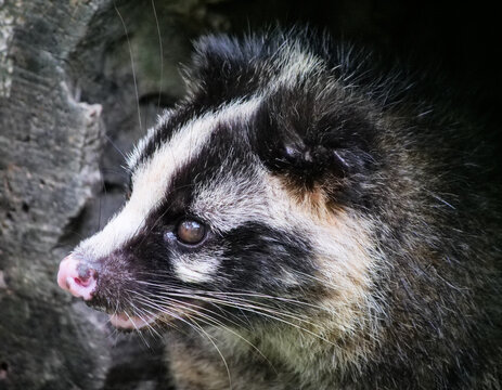 Close-up of a civet's fur texture and deep eyes, in natural ecology, high definition