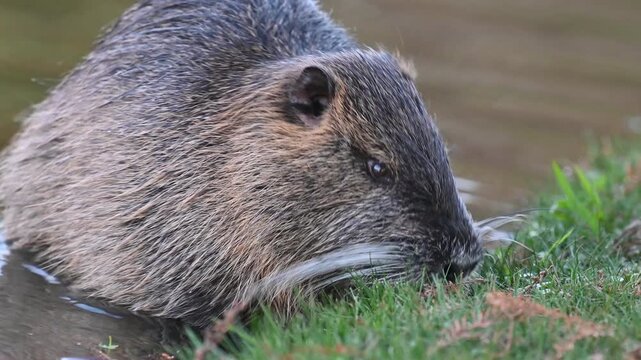 nutria or coypu (Myocastor coypus) in a public park in Buenos Aires, Argentina