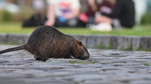 nutria or coypu (Myocastor coypus) feeding on cookies in a public park with people in Buenos Aires, Argentina