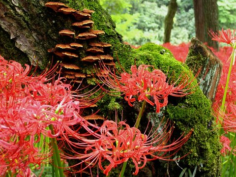 ヒガンバナ」の写真素材 | 45,757件の無料イラスト画像 | Adobe Stock