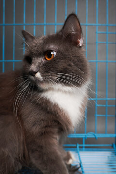 Gray cat sits in blue cage, eyes wide and curious. Soft fur contrasts with stark metal bars. White chest patch stands out against dark coat