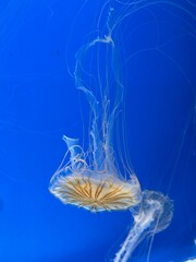 jellyfish in the water with deep blue © 鴻偉 蔡